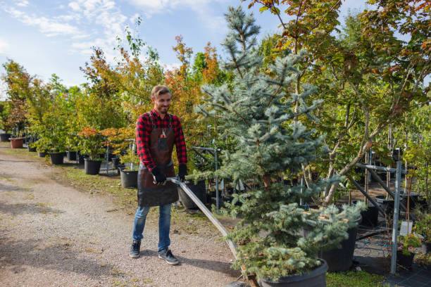 Trusted Colma, CA Tree Removal and Landscaping Services Experts